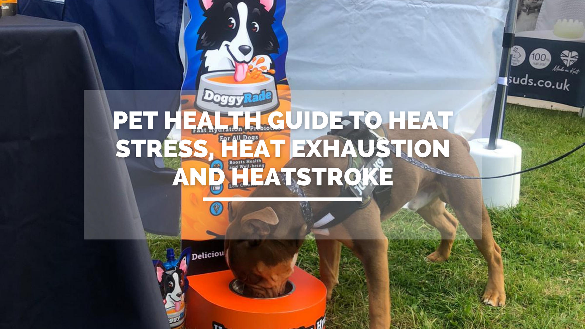 Pet Health Guide to Heat Stress, Heat Exhaustion and Heatstroke